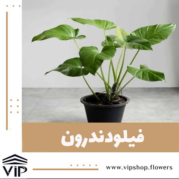 گیاه آپارتمانی رونده فیلودندرون - VIP