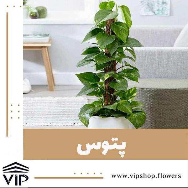 گلدان بالارونده پتوس- VIPshop