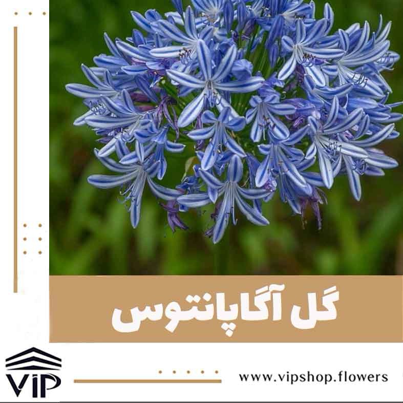 گل آگاپانتوس - گلفروشی آنلاین VIP Shop