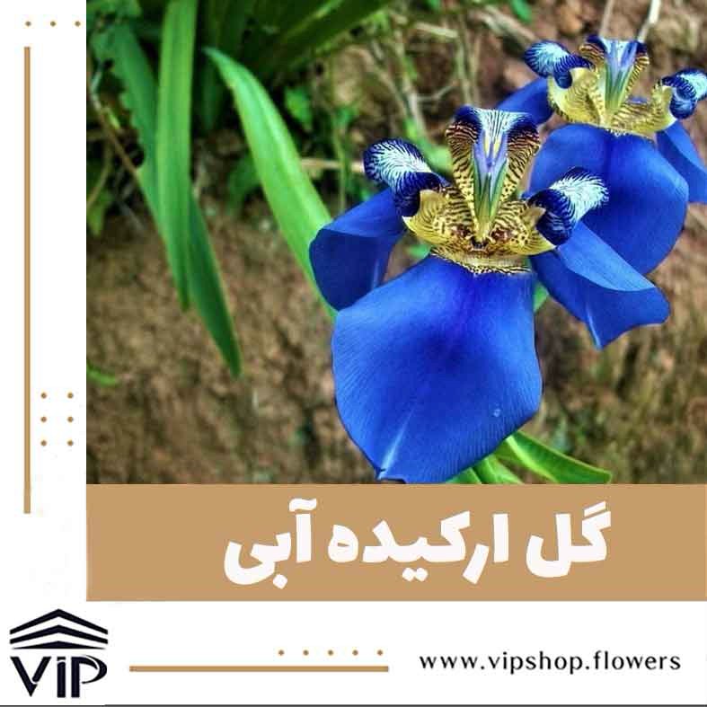 گل ارکیده آبی - گلفروشی آنلاین VIP Shop