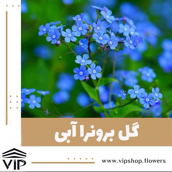 گل برونرا آبی - گلفروشی آنلاین VIP Shop