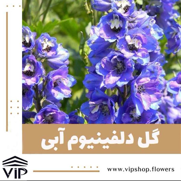 گل دلفینویم آبی - گلفروشی آنلاین VIP Shop