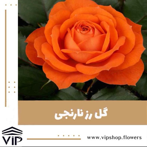گل رز نارنجی - گلفروشی آنلاین VIPShop