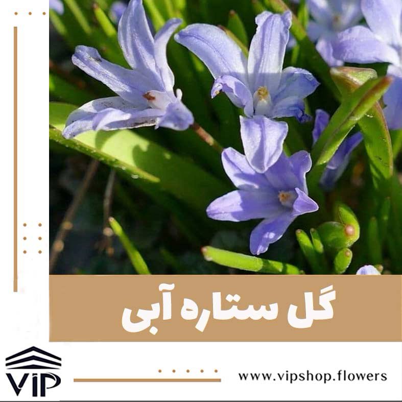 گل ستاره آبی - گلفروشی آنلاین VIP Shop