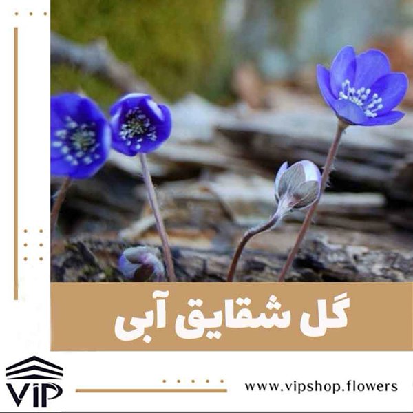 گل شقایق آبی - گلفروشی آنلاین VIP Shop