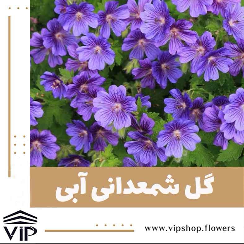 گل شمعدانی آبی - گلفروشی آنلاین VIP Shop