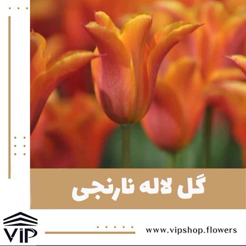 گل لاله نارنجی- گلفروشی آنلاین VIP Shop