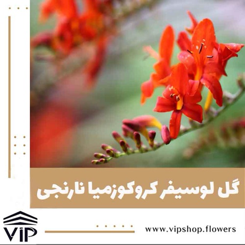 گل لوسیفر نارنجی- گلفروشی آنلاین VIP Shop
