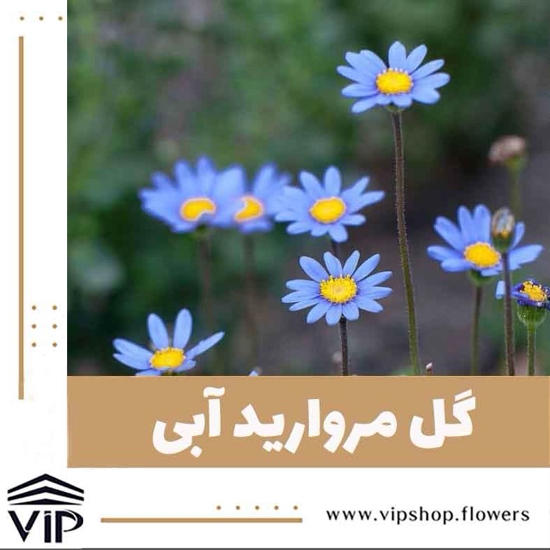 گل مروارید آبی - گلفروشی آنلاین VIP Shop