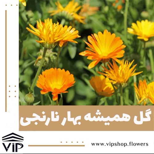گل همیشه بهار نارنجی- گلفروشی آنلاین VIP Shop