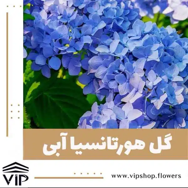 گل هورتانسیا آبی