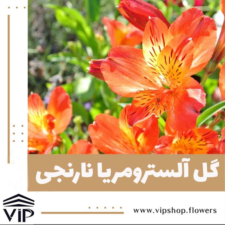 گل آلسترومریا نارنجی- گلفروشی آنلاین VIP Shop