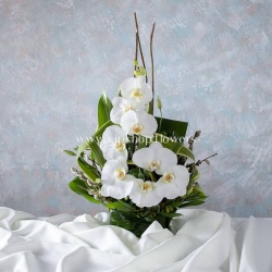 خرید گل ارکیده