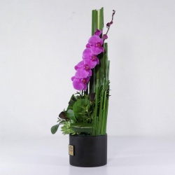 جعبه گل ارکیده بنفش (06)