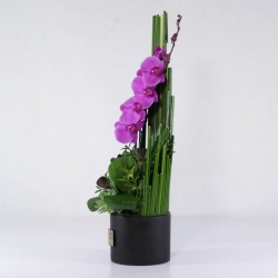جعبه گل ارکیده بنفش (07)