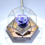 رز جاودان مکعبی