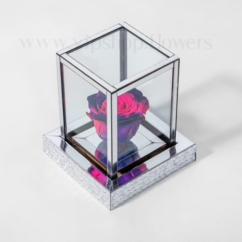 رز جاودان در باکس لاکچری