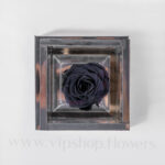 گل رز جاودان با رنگ سرمه ای متفاوت