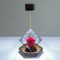 قیمت گل رز جاودان کف طلایی