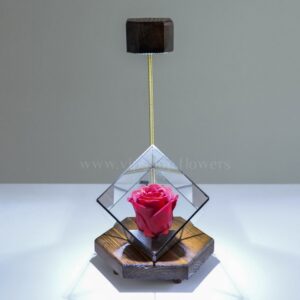 قیمت گل رز جاودان کف طلایی
