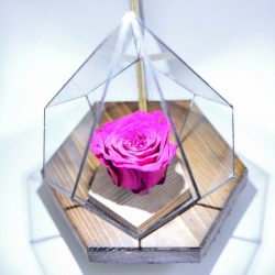 رز جاودان کف چوبی