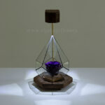 گل رز جاودان بنفش با نوری زیبا