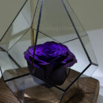 رز جاودان بنفش از فاصله نزدیک