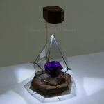 رز جاودان با رنگ بنفش در زاویه دگر