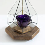 گیاه رز جاودان بنفش با رنگی خاص