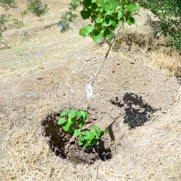 کاشت نهال ارغوان