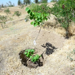 نهال ارغوان در خاک