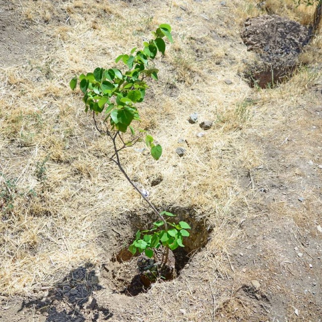 نهال ارغوان در گودال کاشت