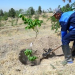 خاک ریزی گودال نهال ارغوان