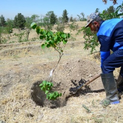 خاک ریزی گودال نهال ارغوان
