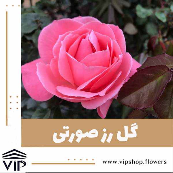 گل رز صورتی در گل فروشی VIP Shop