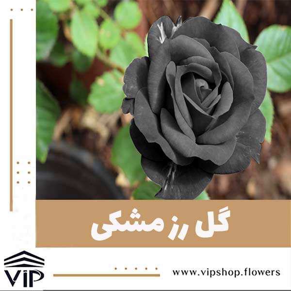 گل رز مشکی - vip shop