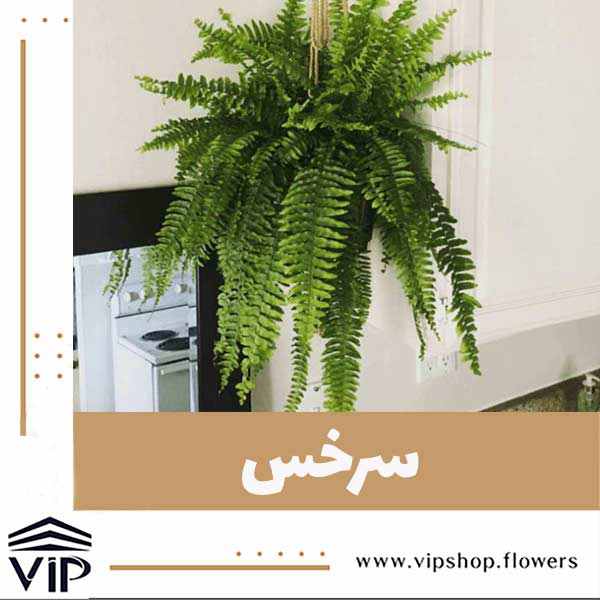 سرخس - vip shop