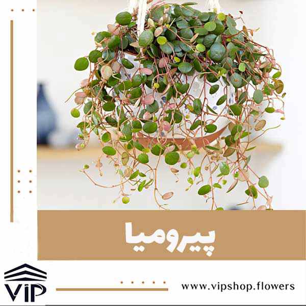 پیرومیا - vip shop