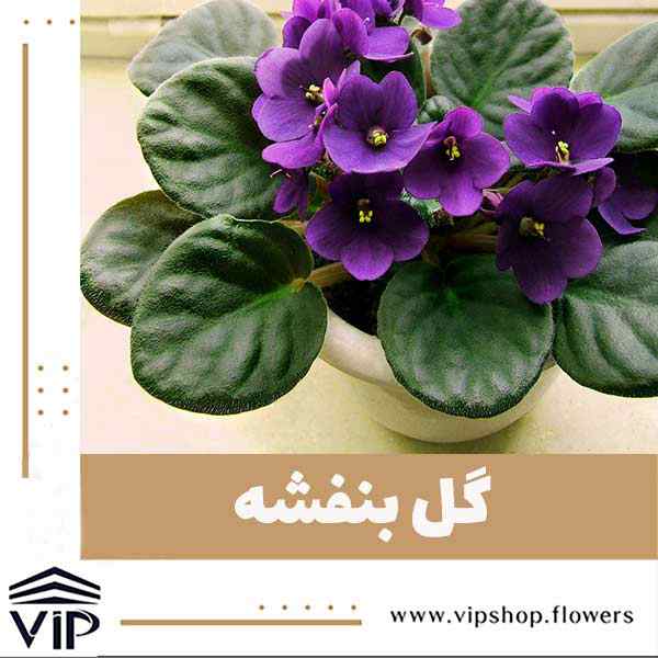 گل بنفشه - vip shop