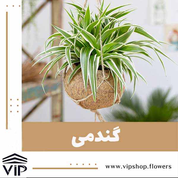 گندمی - vip shop