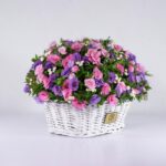 خرید اینترنتی لیسیانتوس