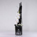 باکس شیشه ای ارکیده (11)