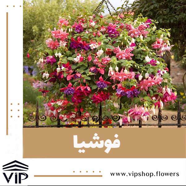 فوشیا؛ گیاهان آویز