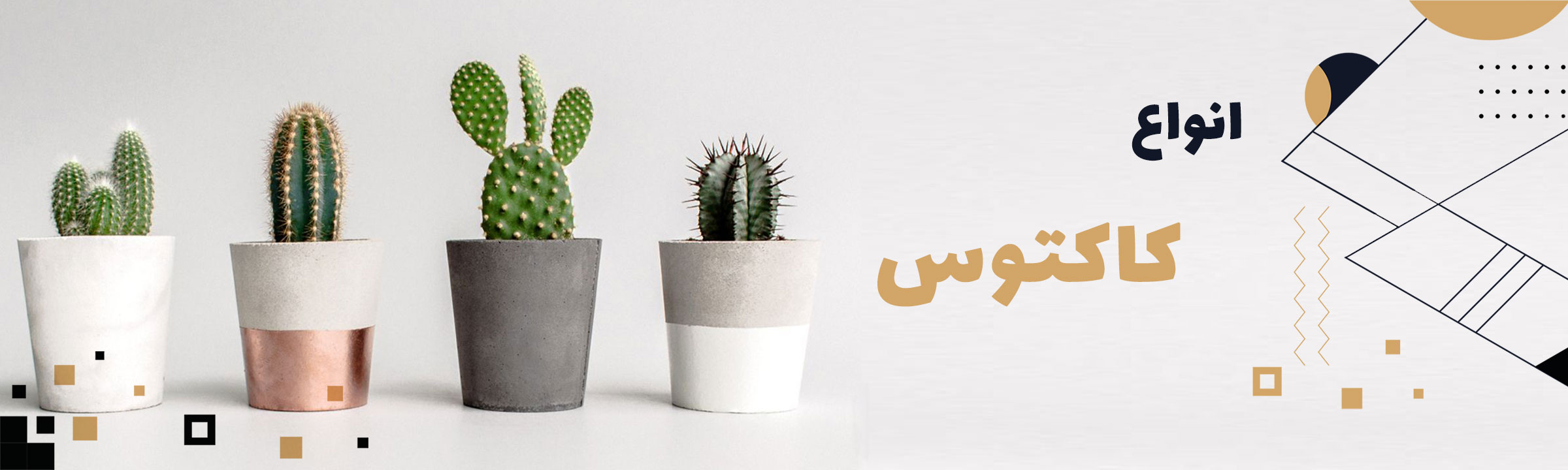 Type of cactus banner