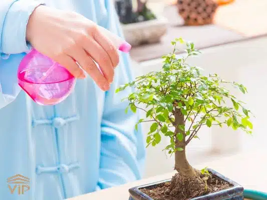 آبیاری بونسای