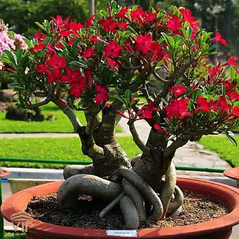 بونسای آدنیوم