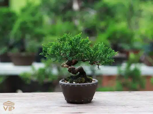 بونسای کوچک