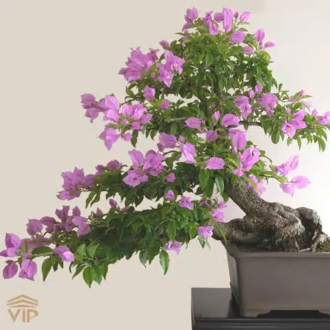 بونسای گل کاغذی بنفش