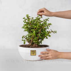 کراسولا خرفه ای