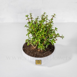گیاه آپارتمانی کراسولا خرفه ای - گلفروشی آنلاین VIP Shop